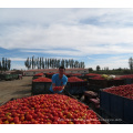 le prix le plus bas de la pâte de tomate en fût